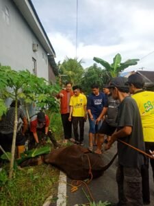 Golkar Banjarmasin Timur Salurkan 260 Paket Daging Kurban untuk Warga dan Pengurus